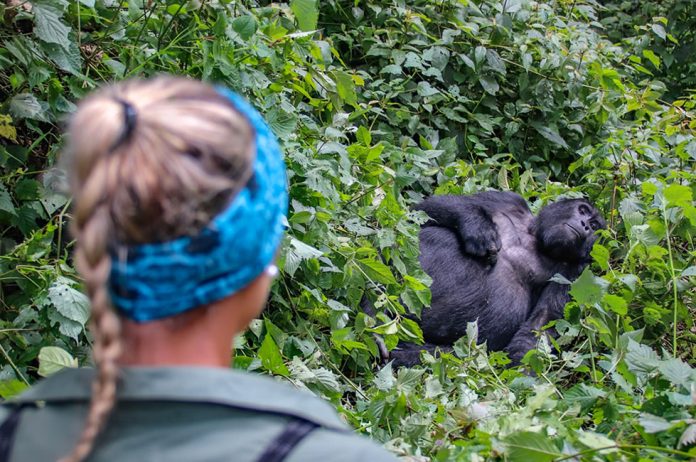 Gorilla Tourism